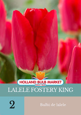 Hectarul - Bulbi de lalele Fostery King, 5 bulbi